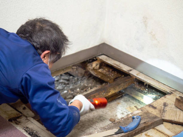 Professional Mold Removal in Town And Country, MO