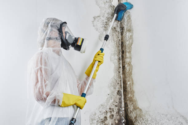 Best Certified Mold Removal  in Town And Country, MO