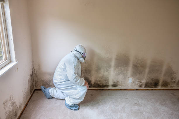 Best Toxic Mold Removal  in Town And Country, MO