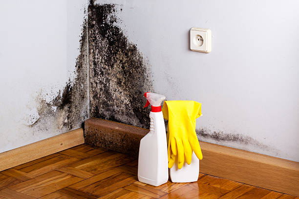 Best Emergency Mold Removal  in Town And Country, MO