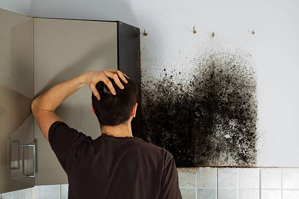 Mold Removal and Inspection in Town And Country, MO