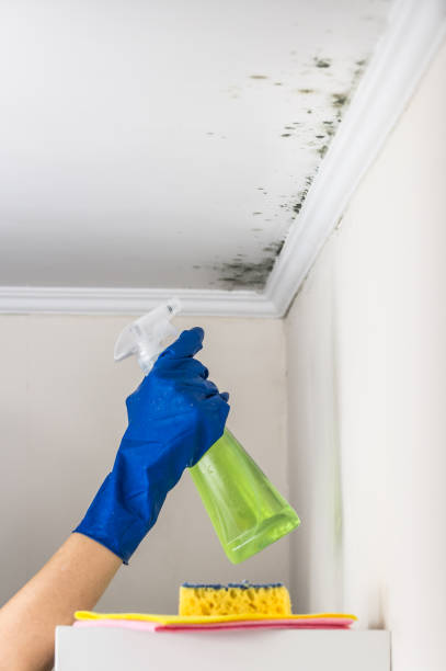 Best Attic Mold Removal  in Town And Country, MO