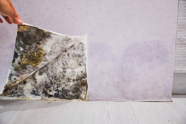 Best Local Mold Removal Service  in Town And Country, MO